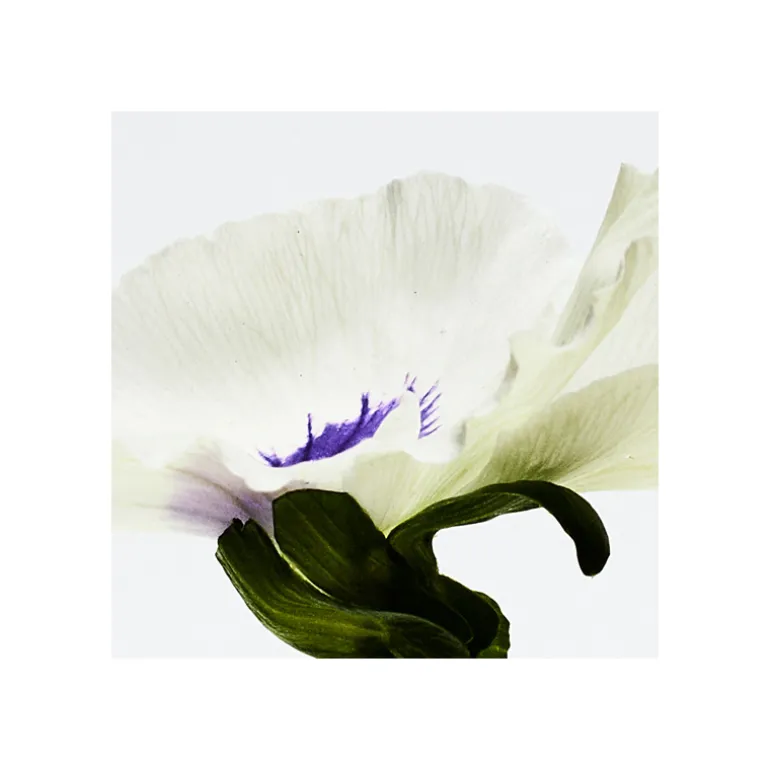 AIRE ANTHESIS EAU DE PARFUM