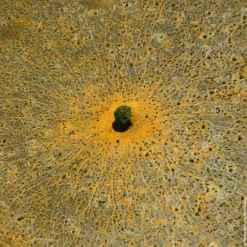 AQUA ALLEGORIA MANDARINE BASILIC EAU DE TOILETTE