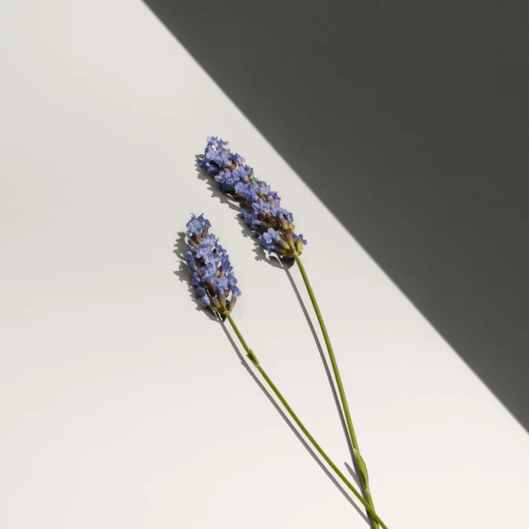 Calvin Klein Defy Eau de Toilette