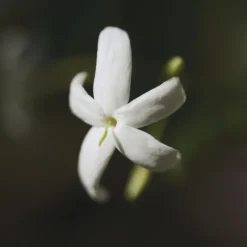 Chloé Nomade Naturelle Eau de Parfum Vaporizador