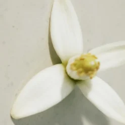 Chloé Rose Naturelle Eau de Parfum Vaporizador