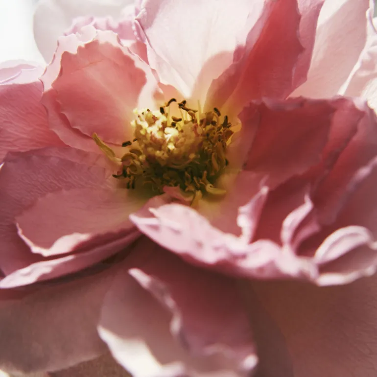 Chloé Rose Naturelle Intense Eau de Parfum Vaporizador