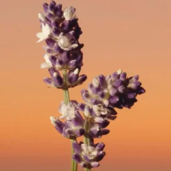 ETERNITY INTENSE MEN EAU DE PARFUM VAPORIZADOR