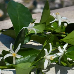 Set Devotion Eau de Parfum & Travel Size