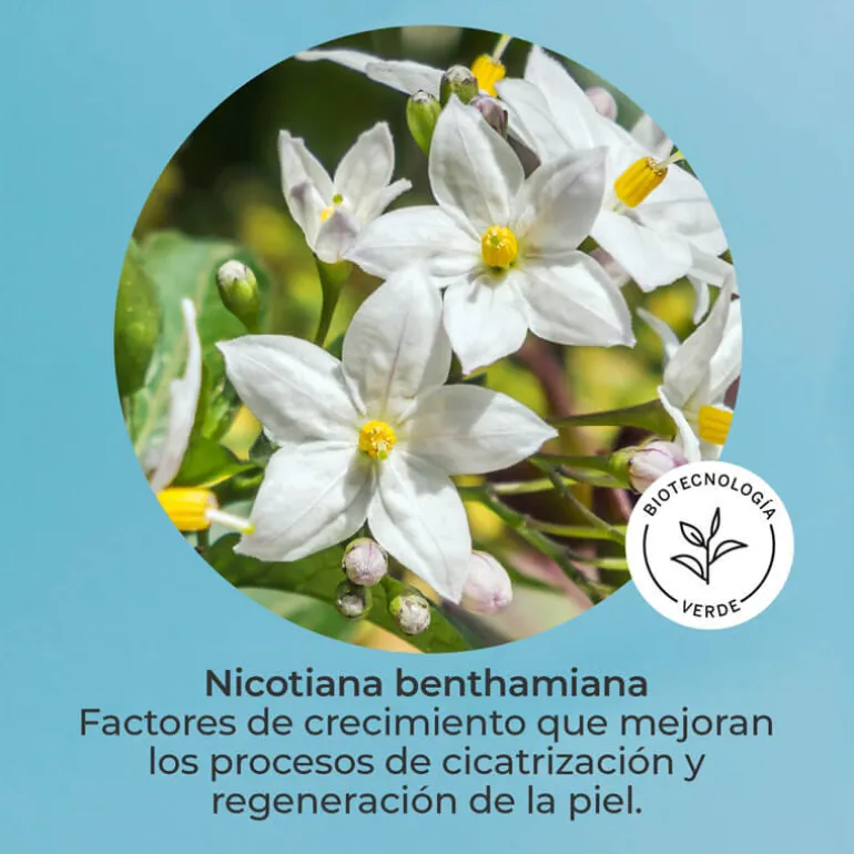 SET SEGLE SKIN FACTOR